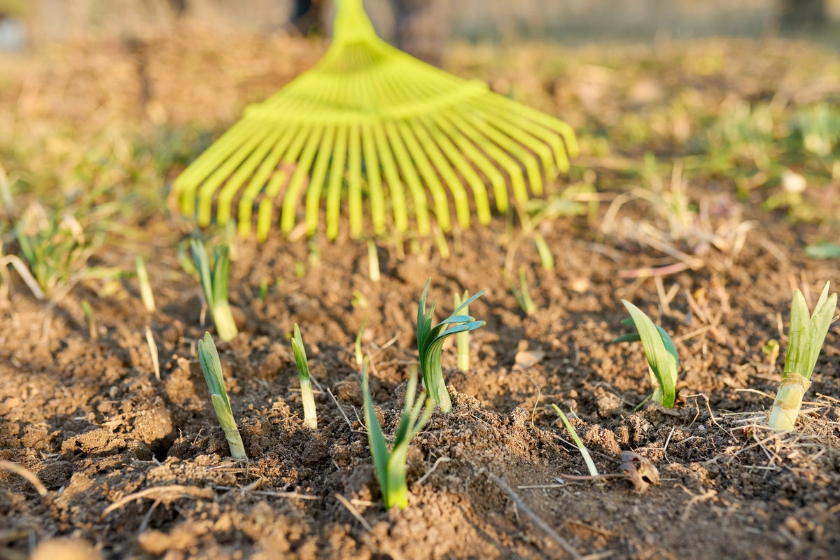Was kann man im April pflanzen? Deinen Garten im April richtig nutzen