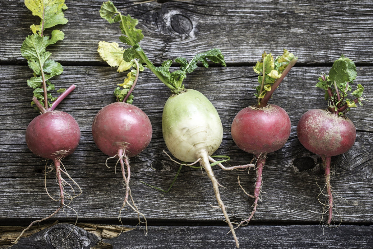 Rote Beete ernten: Anleitung zur richtigen Lagerung und Haltbarmachung
