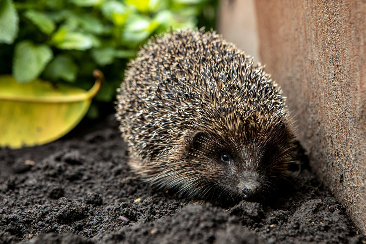 Igelfreundlicher Garten: Tipps um deinen Garten igelfreundlich zu gestalten