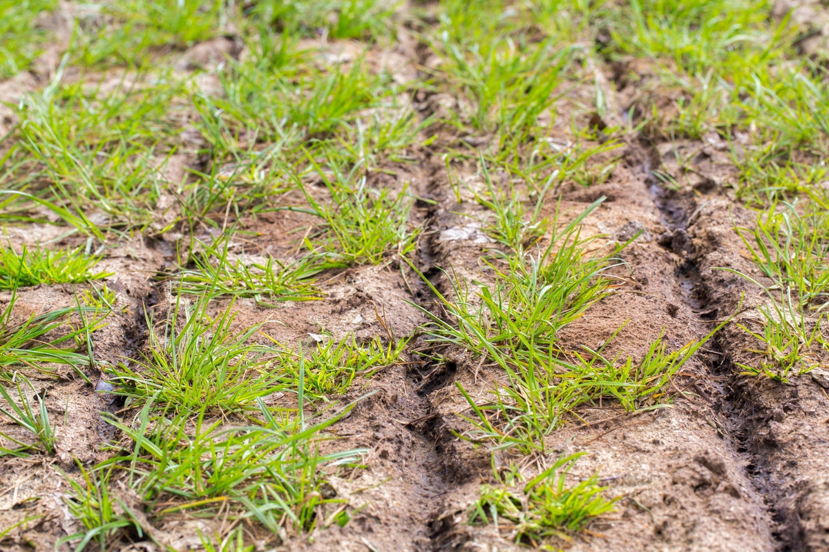 Bodenverbesserung im Garten: So verbesserst du deinen Gartenboden im Frühjahr für gesunde Pflanzen