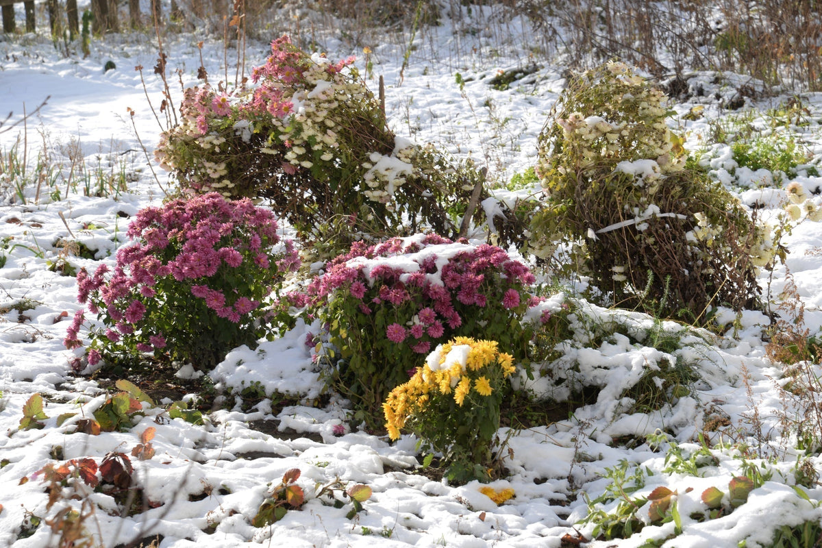 Blühendes Herbst und Winterbeet anlegen: Tipps für ein farbenfrohes Staudenbeet