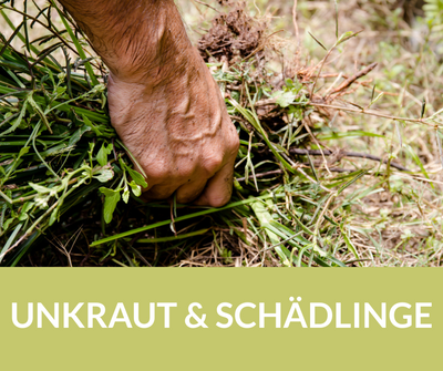 Unkraut entfernen
